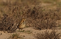 Meadow pipit in saltmarsh - A